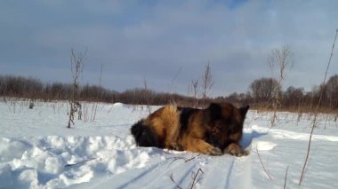 Alman çoban köpeği soğuk bir günde karda yatar..