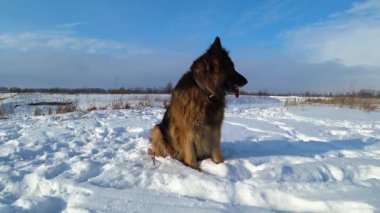 Soğuk bir günde karda oturan Alman çoban köpeği..