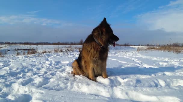霜の日に雪の中に座っているドイツの羊飼いの犬 — ストック動画