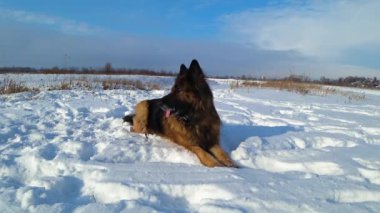 Alman çoban köpeği karda yatıyor..