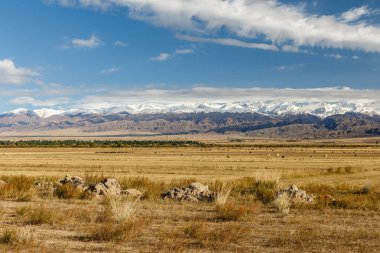 Dağlarda otlaklar, atlar ve inekler kırgızistan 'daki karlı dağların arka planında otlar.