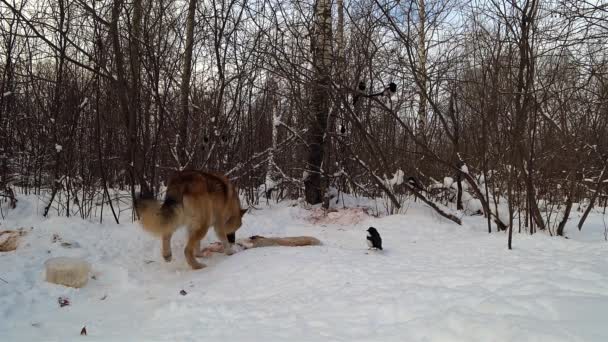 冬の森の雪の中で大量のカササギがカリオンを食べ 犬が走り 鳥を分散させます — ストック動画