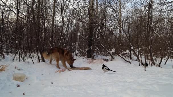 森の中の犬は雪の中でカリオンを食べカササギは近くを飛ぶ — ストック動画