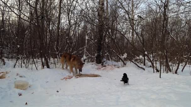 Dog Winter Forest Eats Carrion Snow Looks Magpies Fly Nearby — Stock Video