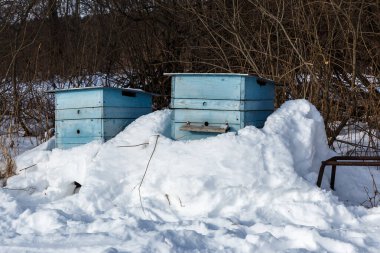 Kış ormanında karla kaplı iki mavi arı kovanı.