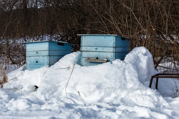 Two Blue Bee Hives Covered Snow Winter Forest — Stock Photo, Image