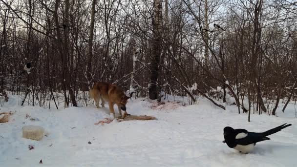 Een Hond Het Bos Eet Aas Sneeuw Ekster Rent Buurt — Stockvideo