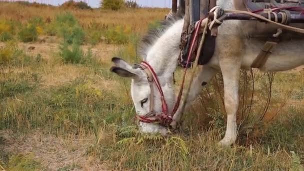 Osioł Jedzący Trawę Pastwisku Kazachstan — Wideo stockowe