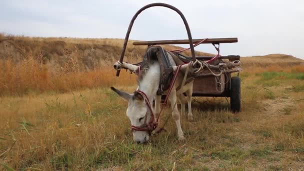 Donkey Harnessed Iron Cart Stands Meadow Eats Grass — 비디오