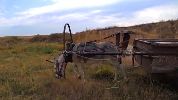 Burro Com Uma Carroça Campo Burro Prado Cazaquistão — Vídeo de Stock