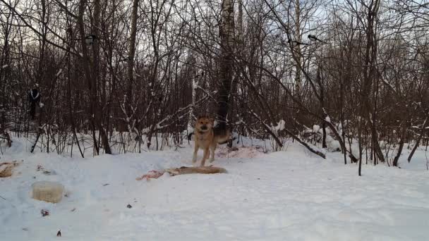 Птахи Їдять Коляску Снігу Собака Вибігає Лісу Лякає Зграю Матів — стокове відео