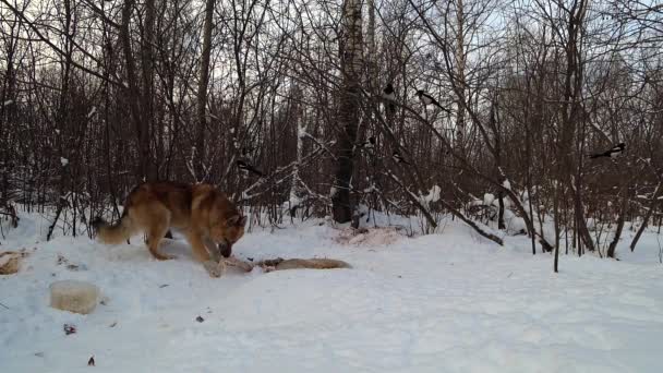 Собака Вибігає Лісу Озирається Навколо Починає Їсти Залишки Тварини Снігу — стокове відео