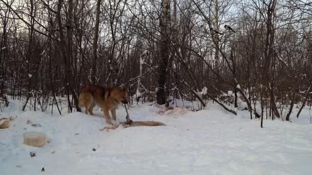 Собака Зимнем Лесу Ест Кишки Животного Лежащего Снегу — стоковое видео