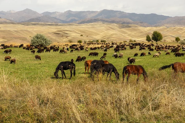 Pastos Las Montañas Caballos Ovejas Pastan Prado Verde Kirguistán —  Fotos de Stock