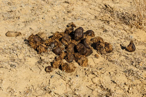 Uma Pequena Pilha Esterco Camelo Deserto — Fotografia de Stock