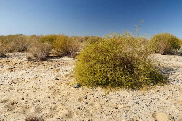 Grüner Strauch Den Sandsteppen Kasachstans — Stockfoto