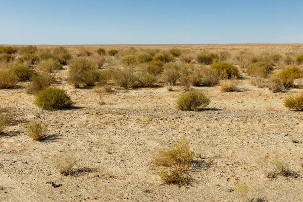 Steppe Kazakhstan Arbustes Verts Dans Les Steppes Sable — Photo