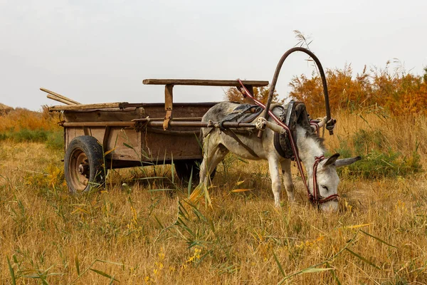 Osioł Zaprzęgnięty Żelaznego Wózka Stoi Łące Trawę — Zdjęcie stockowe