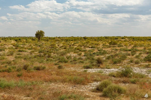 Árbol Solitario Estepa Kazajstán Arbusto Hierba Estepa Cerca Del Río — Foto de Stock