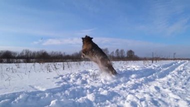 Alman çoban köpeği tarlada karla oynuyor.