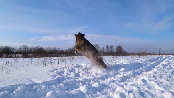 德国牧羊犬在田野里与雪玩耍 — 图库视频影像