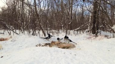 Sıradan bir saksağan sürüsü ormandaki kar üzerinde bir hayvanın kalıntılarını yiyor..