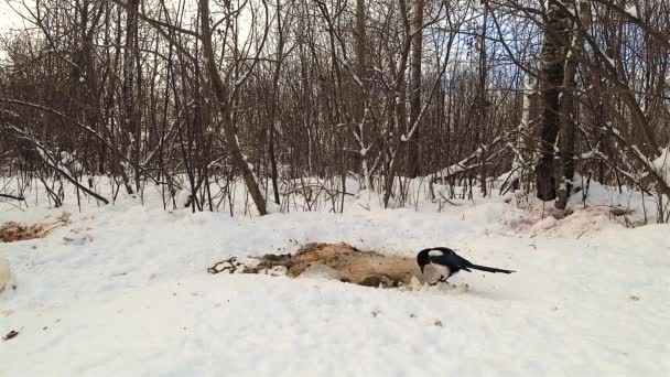 Saksağan Kış Ormanında Kar Üzerinde Bir Hayvanın Kalıntılarını Gagalıyor — Stok video