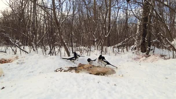 Bando Magpies Comuns Come Restos Animal Neve Floresta — Vídeo de Stock