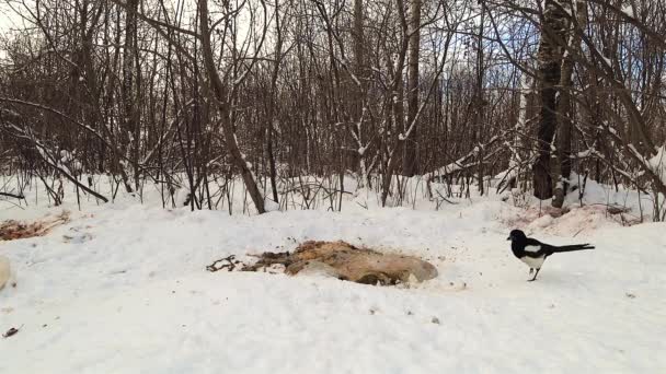 カササギは森の雪の上にいる動物の遺骨を拾い — ストック動画