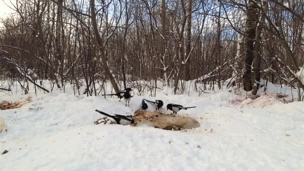 Sıradan Bir Saksağan Sürüsü Kardaki Bir Hayvanın Kalıntılarını Yiyor — Stok video