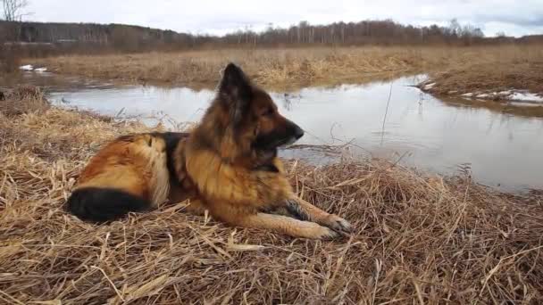 Tysk herdehund — Stockvideo