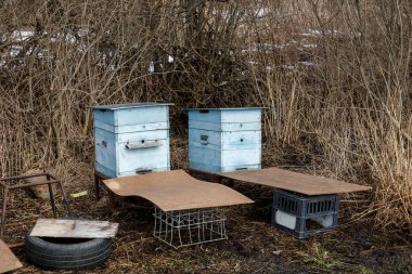 İki mavi arı kovanı ilkbaharın başlarında ormanda durur..