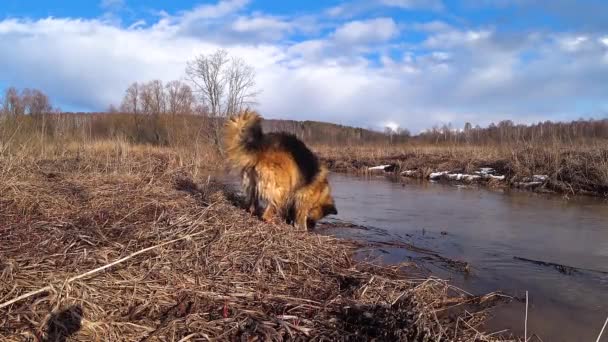 Pastor alemán perro corre sobre hierba — Vídeos de Stock