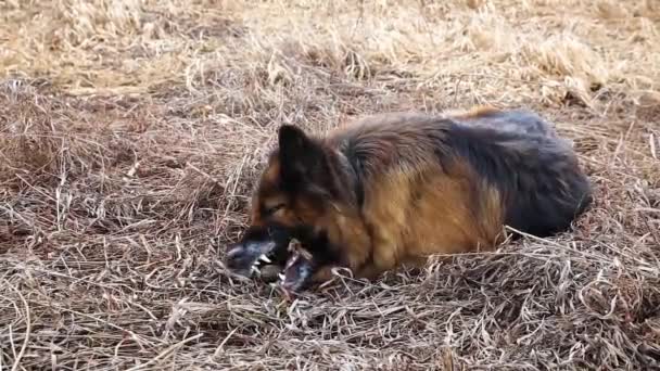 Pastor Alemão Cão Mordisca Uma Vara Grama — Vídeo de Stock