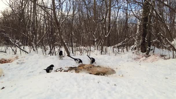 鳥の群れが森の中の雪の上で動物の遺骨を尊重します ユーラシア カササギ — ストック動画