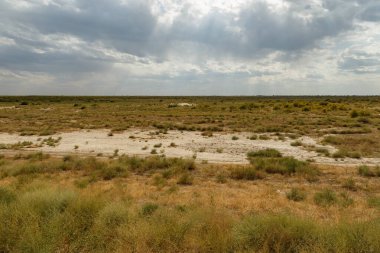 Suriye Darya nehri yakınlarındaki bozkırda çalı ve çimenler, Kazakistan