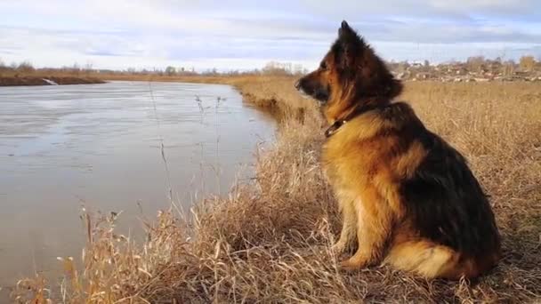 Tyska Herde Hund Våren Sitter Stranden Floden Och Noggrant Tittar — Stockvideo