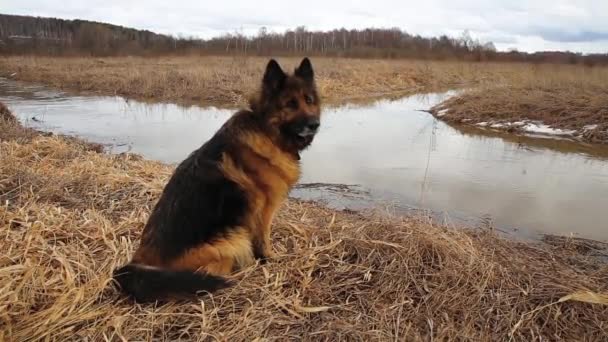 Baharda Alman Çoban Köpeği Küçük Bir Nehrin Kenarında Çimlerin Üzerinde — Stok video
