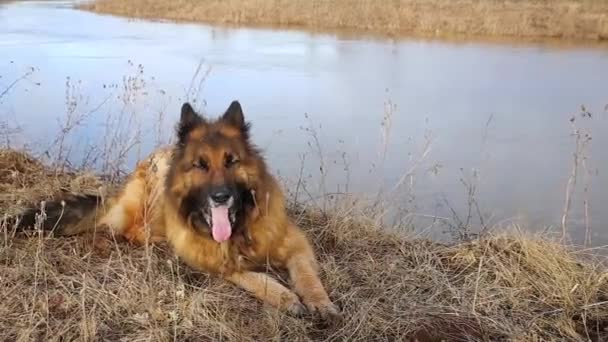 Γερμανικός Ποιμενικός Σκύλος Κείτεται Στην Όχθη Του Ποταμού Και Χασμουριέται — Αρχείο Βίντεο