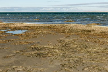 Lake Kamyslybas or Kamyshlybash, large saltwater lake in the Kyzylorda Region, Kazakhstan. Algae on the shore