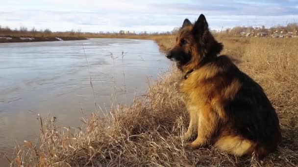 Tyska Herde Hund Våren Sitter Stranden Floden Och Tittar Vattnet — Stockvideo