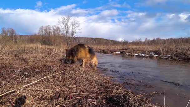 Owczarek Niemiecki Wczesną Wiosną Biegnie Rzece Pies Wodzie — Wideo stockowe