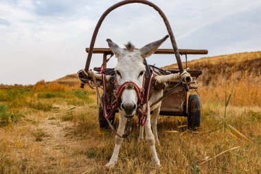 At arabası çizilmiş bir eşek çayırda durup kameraya bakar..