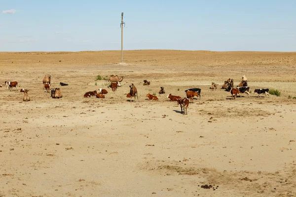 Rebaño Vacas Camellos Pastizal Kazajstán Distrito Aral Región Kyzylorda — Foto de Stock