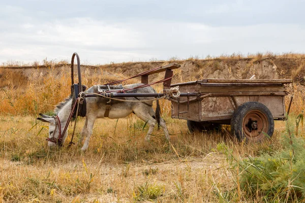 Burro Enganchado Carro Hierro Encuentra Orillas Río Come Hierba Río — Foto de Stock