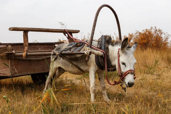 Donkey Harnessed Iron Cart Stands Meadow Eats Grass — Stock Photo, Image