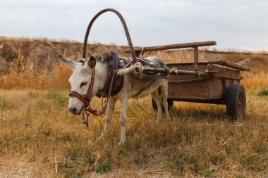 Demirden bir arabaya bağlanmış eşek nehir kıyısında duruyor ve ot yiyor. Keles Nehri, Kazakistan