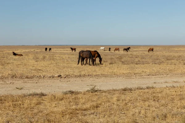 Horses Eat Dry Grass Pasture Steppe Kazakhstan — Stock Photo, Image