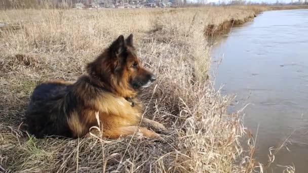 Tyska Herde Hund Ligger Och Vilar Floden Stranden — Stockvideo