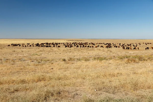 Flock Sheep Pasture Steppe Kazakhstan — Stock Photo, Image